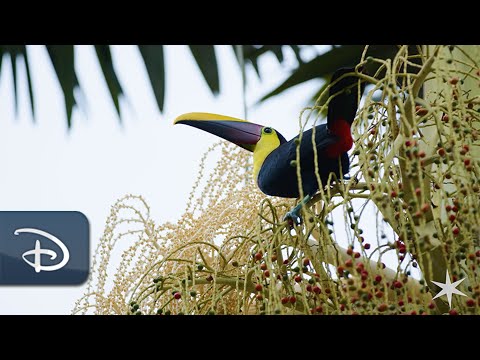 Experience ‘Pura Vida’ In Costa Rica | Adventures by Disney [Video]