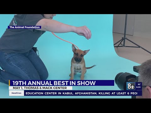 ‘Best in Show’ dogs up for adoption at fundraising event [Video]